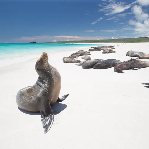 Sea Lions in the Galapagos Islands