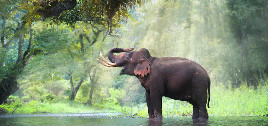 Elephant