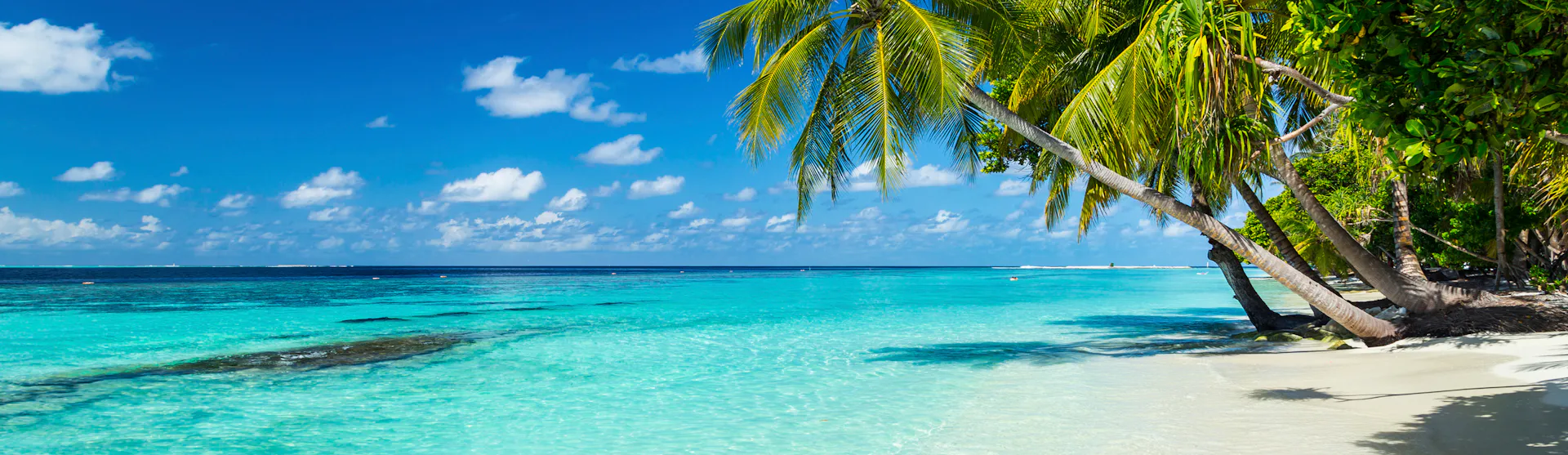 A Caribbean beach lined with palm trees