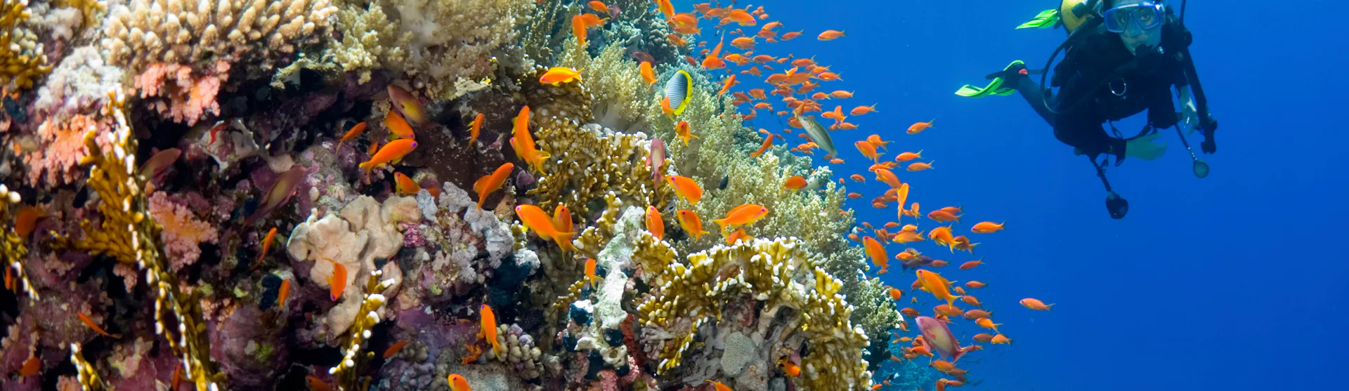 scuba-diving-action-packed-cruise-types