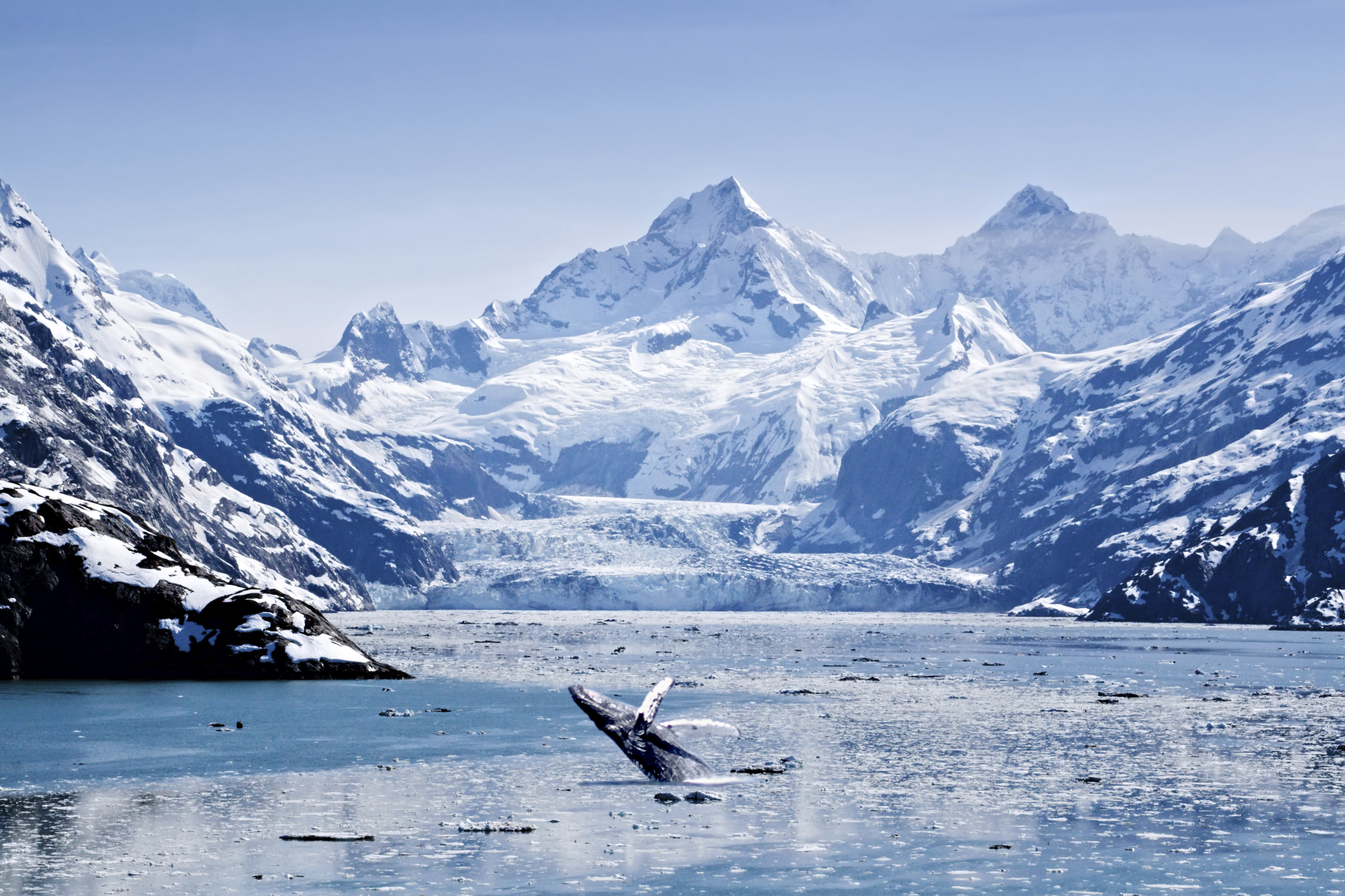 Glacier Bay Cruises 2024 2025 Seascanner Co Uk   77e88961 58d0 49d3 B697 D02cf86e4f27 Glacier Bay Alaska 