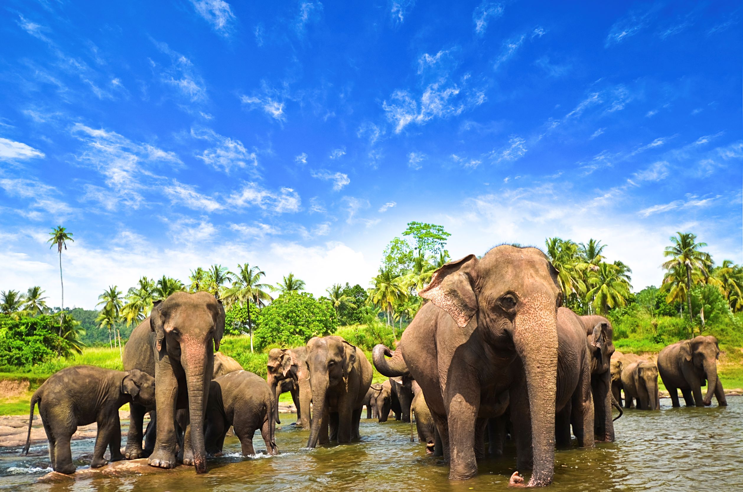 Sri Lanka Cruise Deals 2023 & 2024 | Seascanner.co.uk