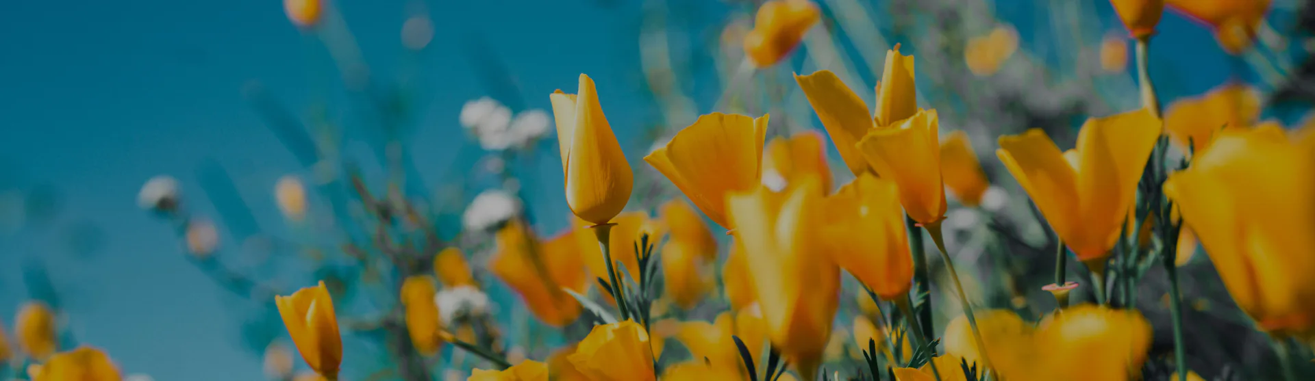 SSC Flowers