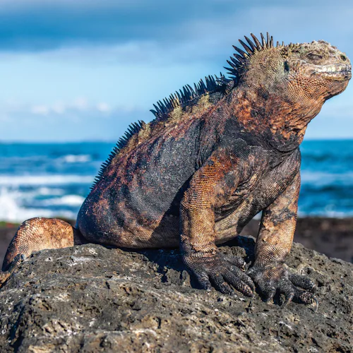 Galapagos Islands