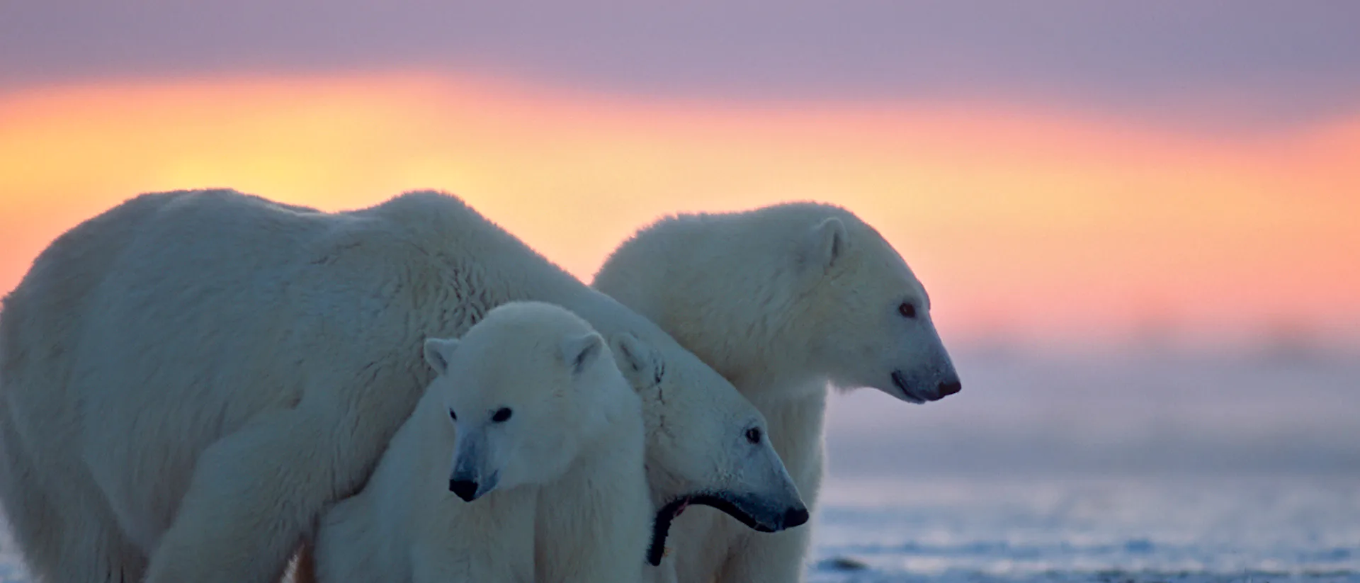 Polar-Arctic-Polar-Bears